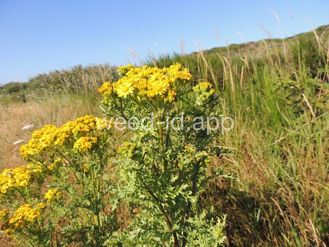 ragwort, tansy